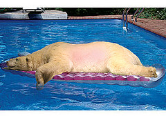 bear float